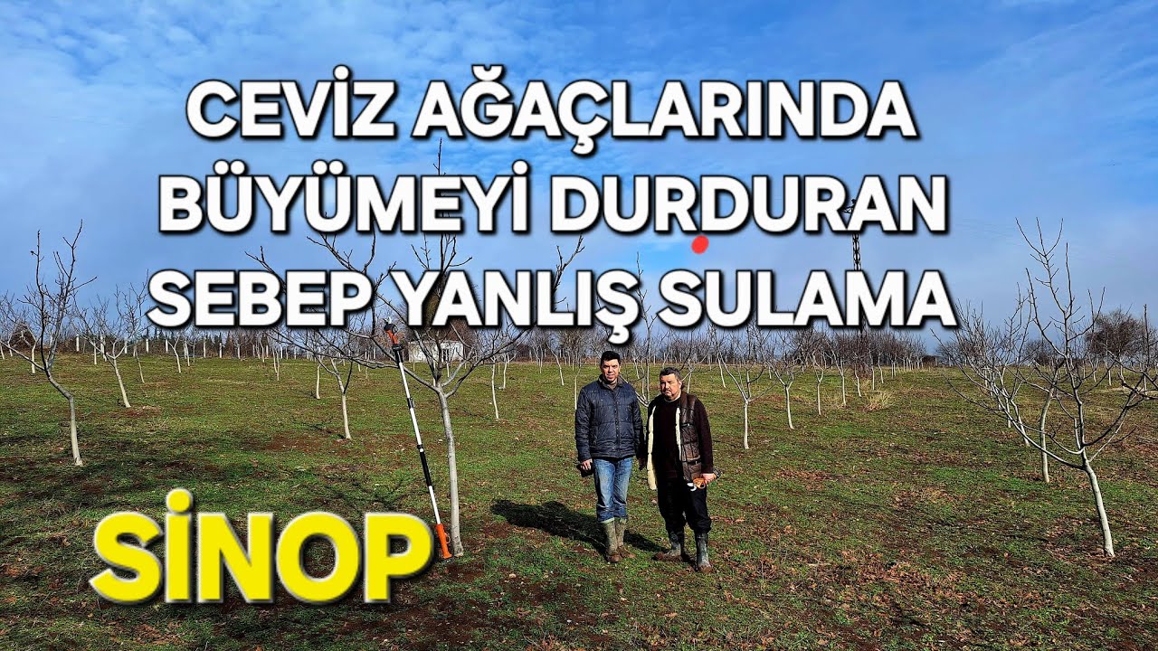 CEVİZ AĞAÇLARINDA BÜYÜMEYİ DURDURAN SEBEP YANLIŞ SULAMA