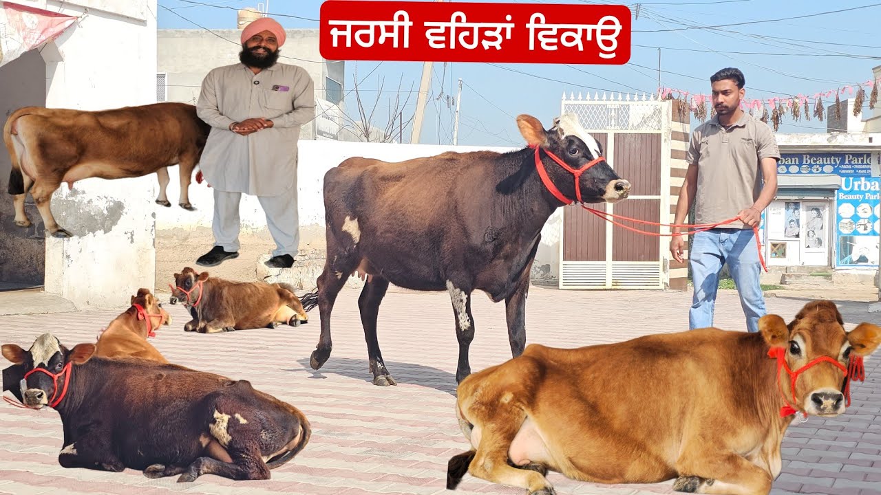 ਸੋਹਣੀਆ ਜਰਸੀਆ ਤਿੰਨ ਬੱਬੀ ਕੋਲ ਚੋਥੀ ਜਰਸੀ ਸੁਣੋ ਕਿੰਨੇ ਚ ਵਿੱਕੀ ਸੱਚ ਹੀ ਦੱਸਤਾਂ beautiful jersey cow for sale 