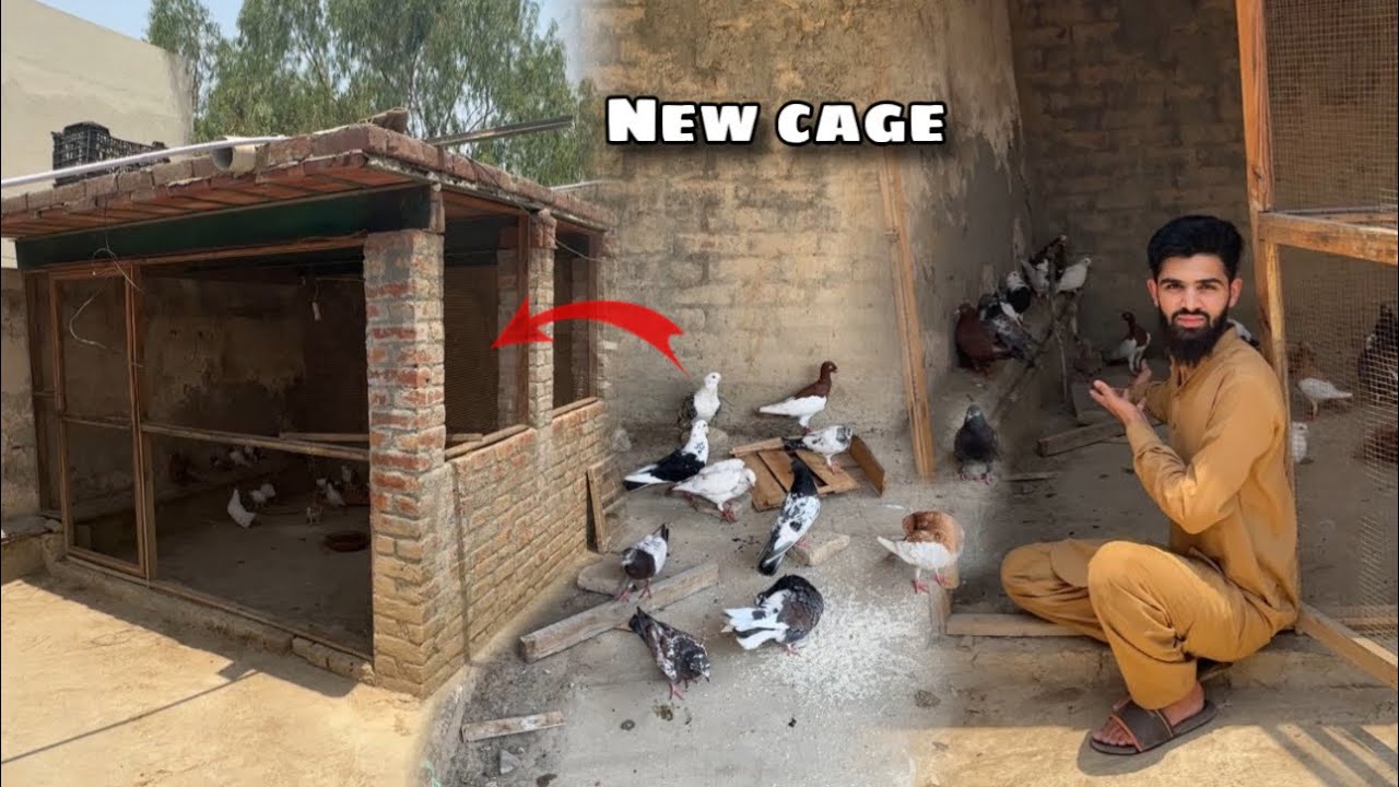 Pigeons ko new cage da dia 😍