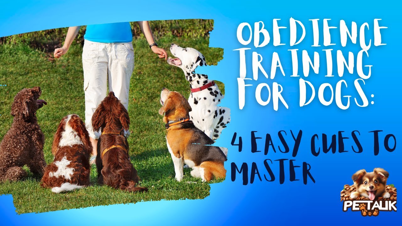 Obedience Training for Dogs: 4 Easy Cues to Master #pettalk #dogtraining #doglover #dog