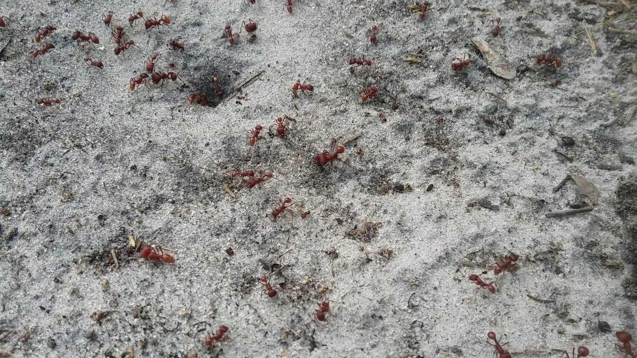 EPIC ANT BATTLE: RED ANTS VS FIRE ANTS