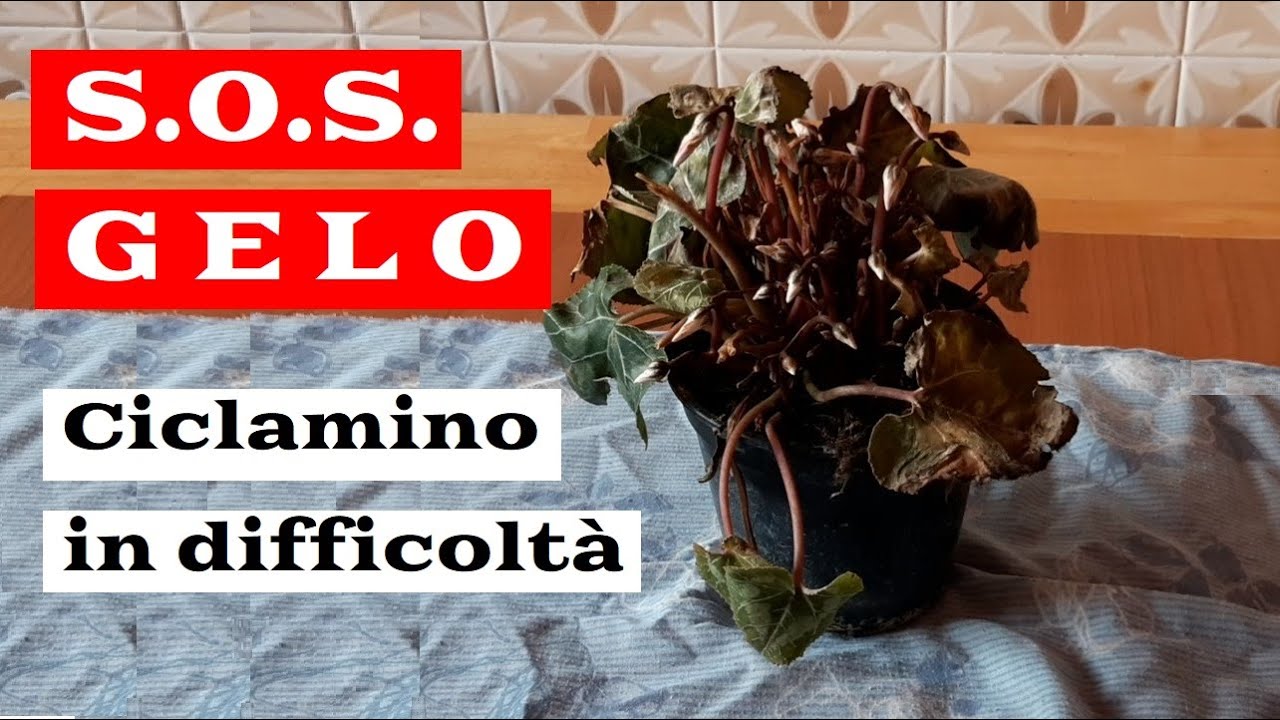 il CICLAMINO come si CURA dal GELO e dal MARCIUME video tutorial