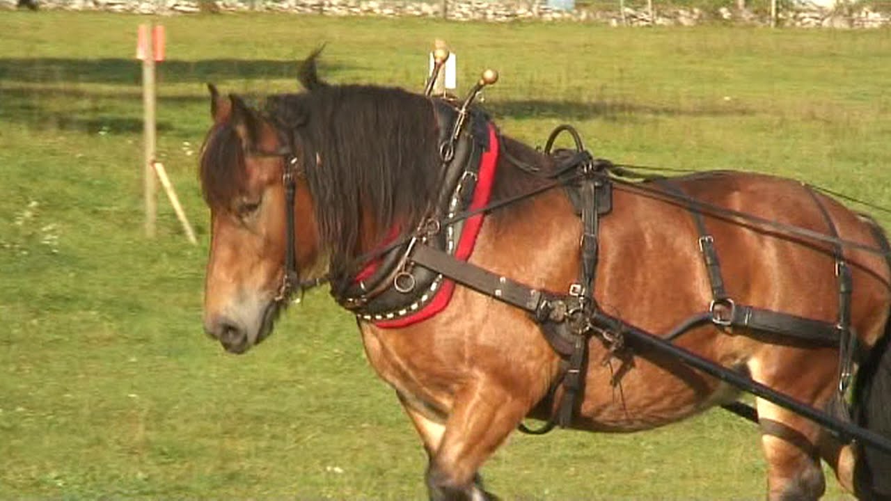 Hästar på Hässelhyltan i Rönnerum på Öland den 1 okt 2006