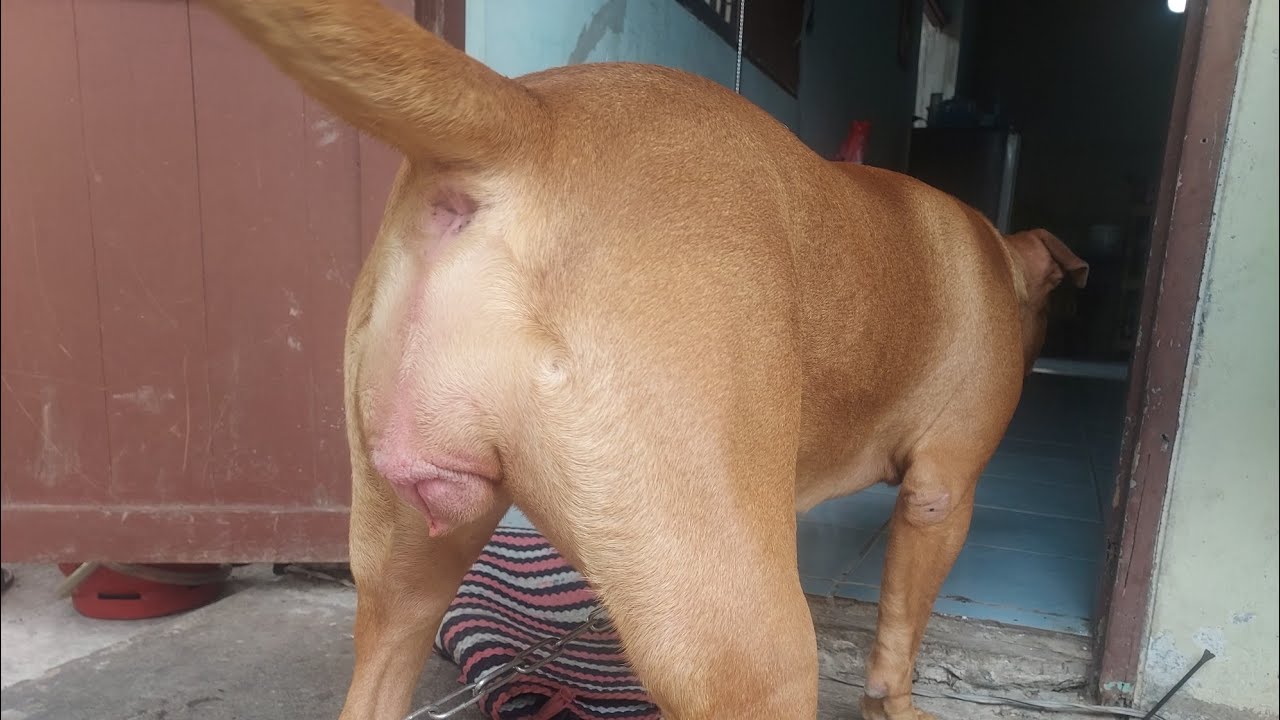 สุนัขพิทบูล พร้อมแล้ว