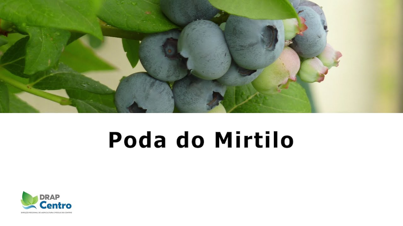 Poda do Mirtilo | Mundo Rural #+PertodeSi