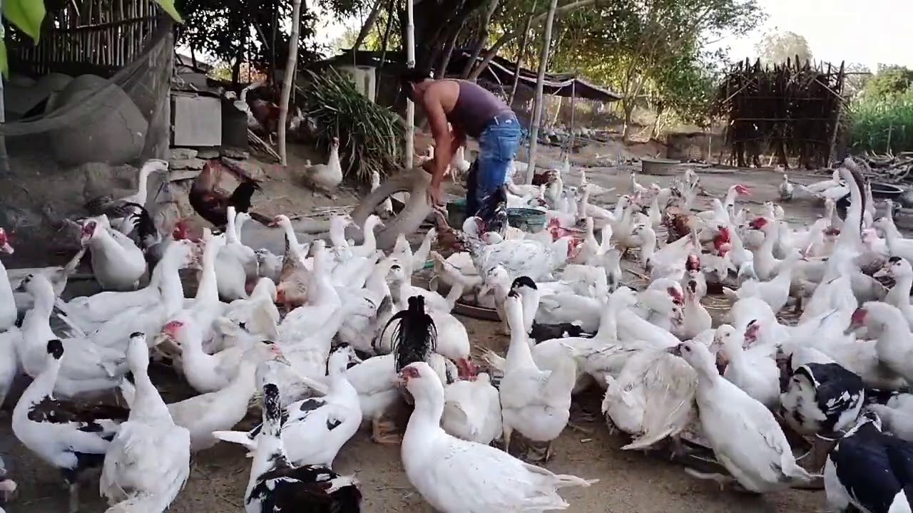 Ang naglilimlim natin Ganza at Update sa ating alagang muscovy at itik,,,,