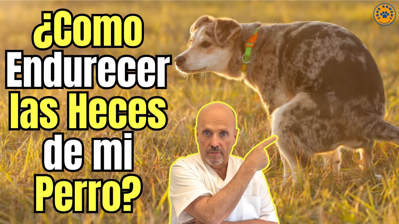 💩&iquest;COMO ENDURECER LAS HECES DE MI PERRO?💩