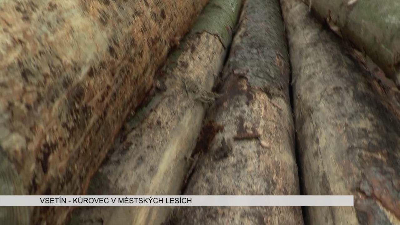 VSETÍN: Kůrovec v městských lesích