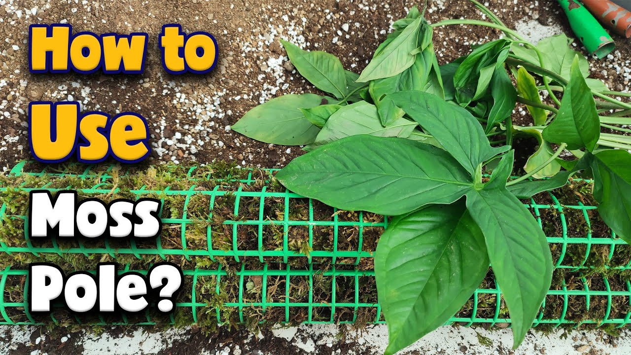 Grow your plants 2X faster | How to use a Moss Pole for climbing houseplants?