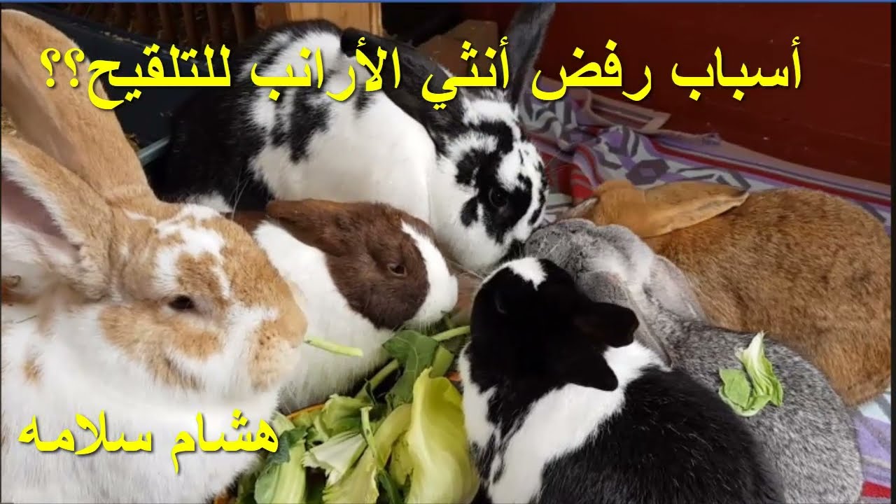 لماذا ترفض أنثي الأرانب التلقيح
