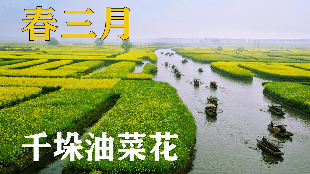 春三月-千垛油菜花，自驾兴化市邂逅最美水上的 油菜花海