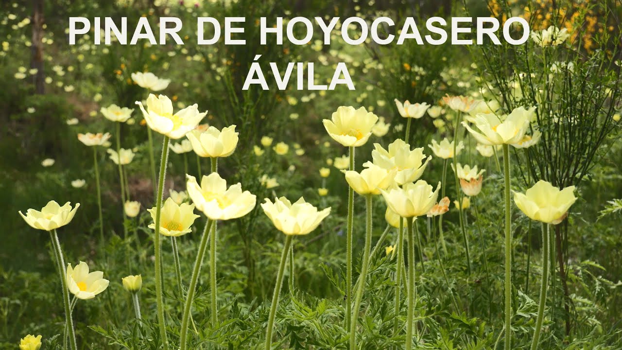 Wild Spain - Capítulo 241 - Pinar de Hoyocasero, Ávila.