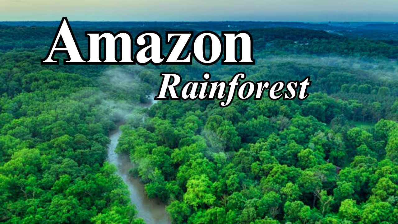 Amazon Rainforest | The Lungs of the Earth | Mr Discovery