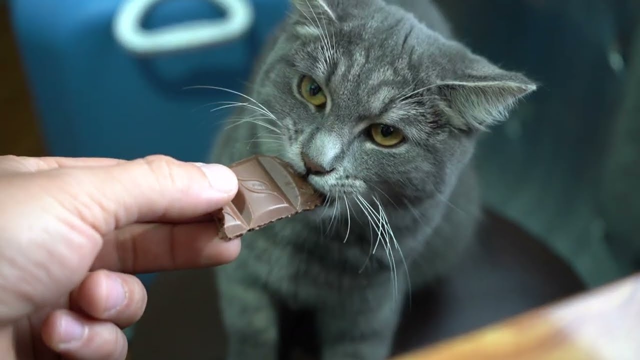 котёнок из подъезда, ВСЯ ЖИЗНЬ ЗА 6 МИНУТ