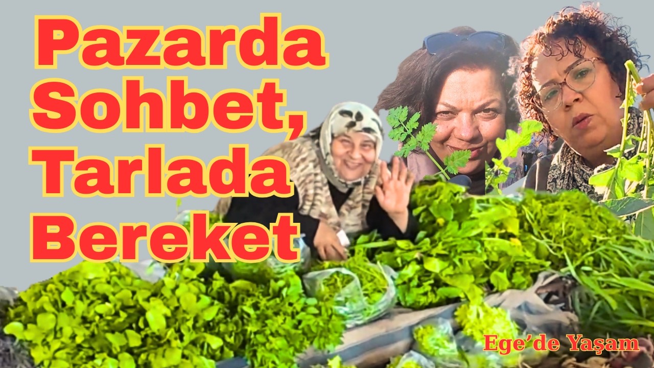 Siz bu otları biliyormusunuz?Turp Otu ve Hardalı Karıştırmayın,Deve dikeni nasıl toplanır?
