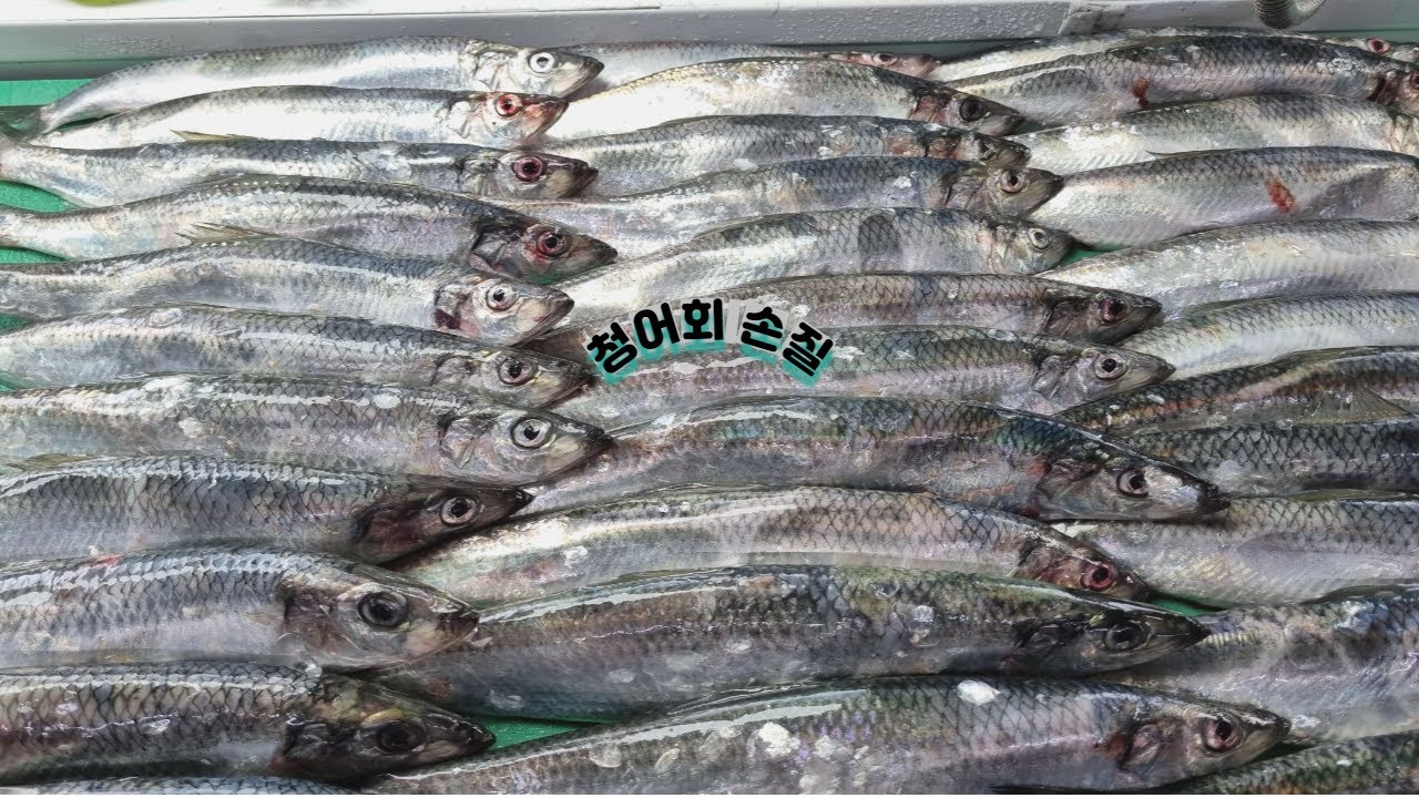 청어손질(청어회)