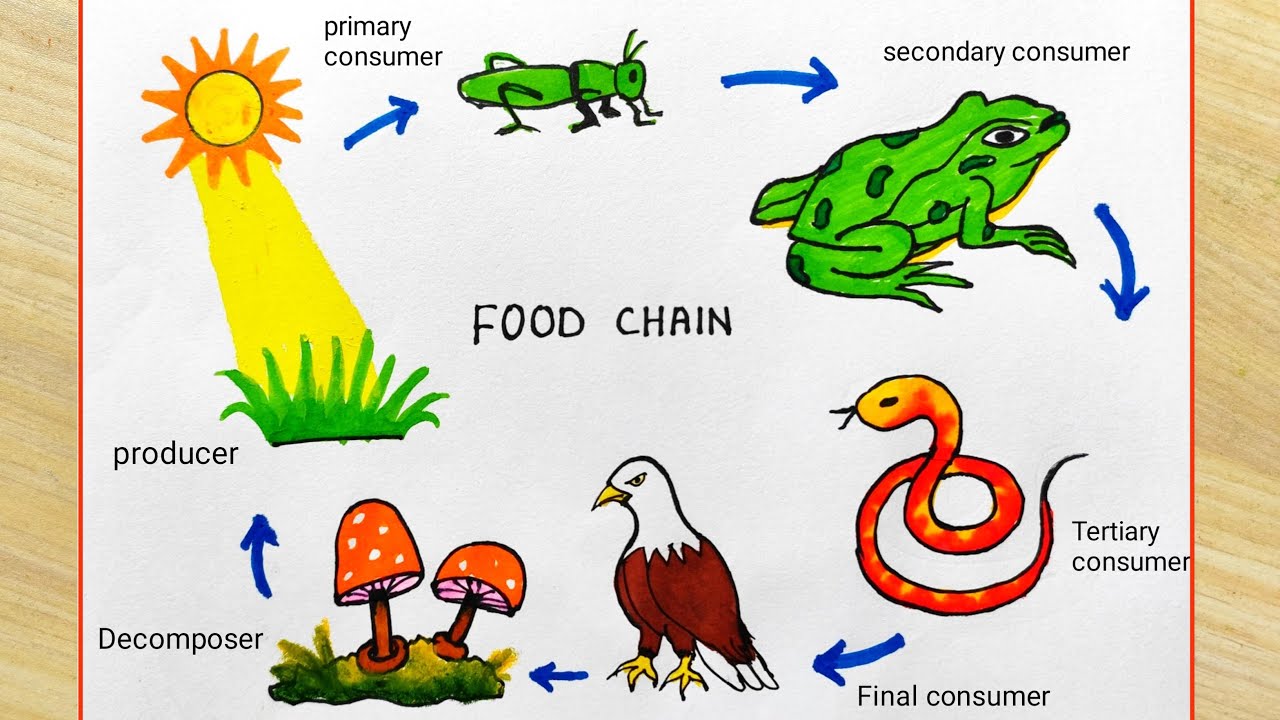 Food Chain System easy drawing | How to draw food chain easily | Food chain science project
