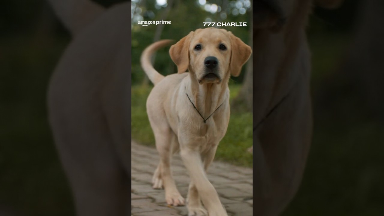 The Moment It All Changed Forever? 👀 | 777 Charlie | Rakshit Shetty | #primevideoindia
