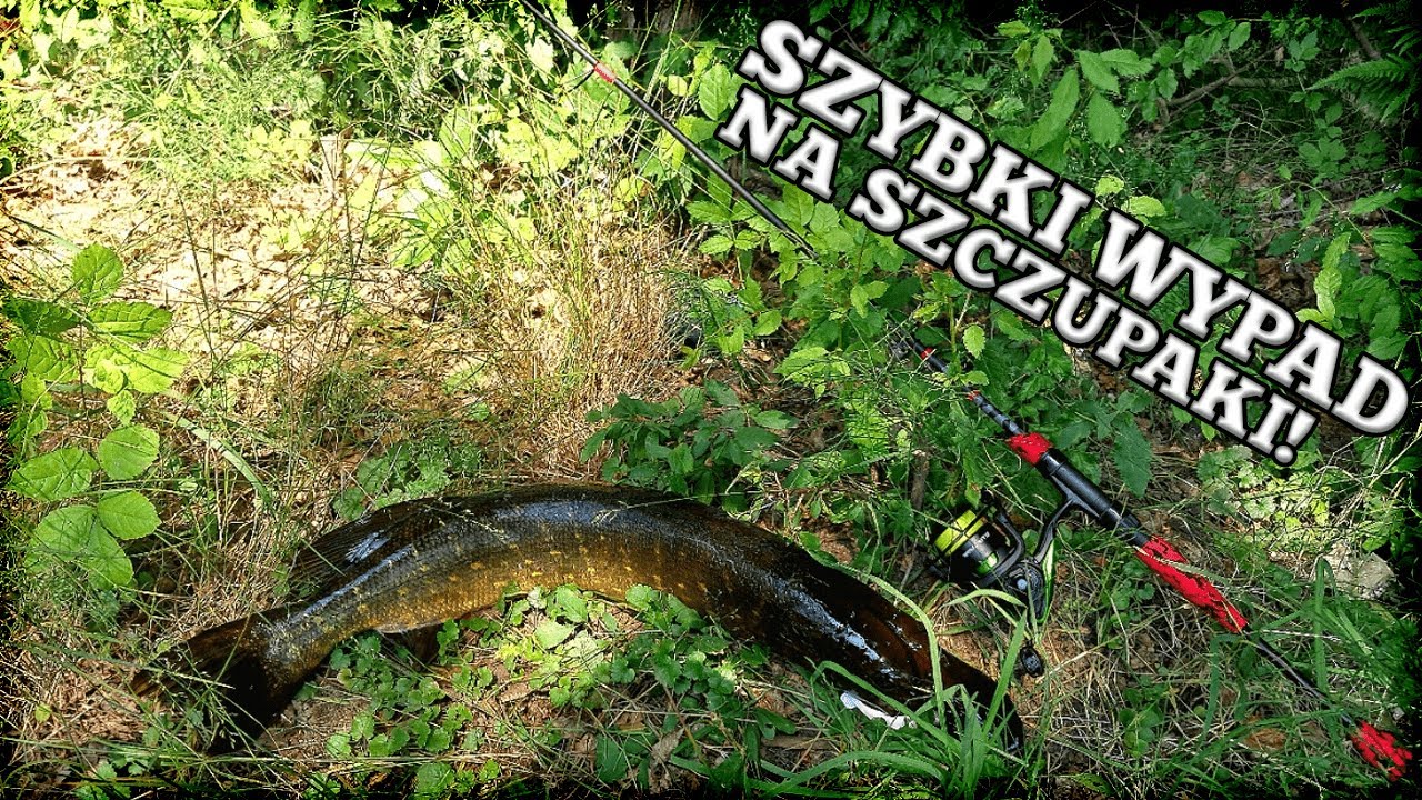 Szybki wypad na szczupaki | Delphin RedCODE 3-18g