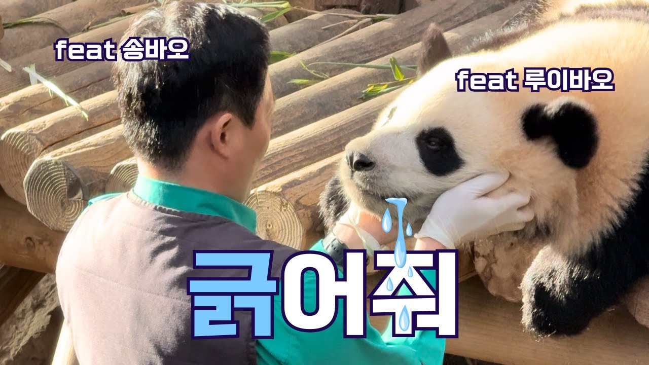 긁어줘 (ft. 루이바오 송바오) | 바오리듬