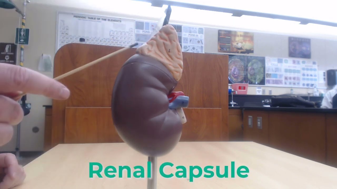 Small Kidney Model Review for Practical Exam