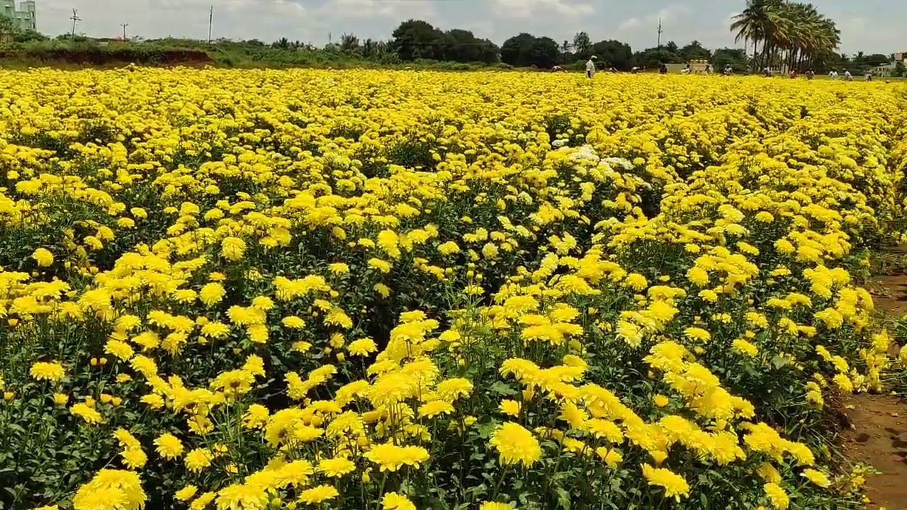 Harvesting Paper yellow flowers for Ganesha chaturthi#chrysanthemum #paper yellow