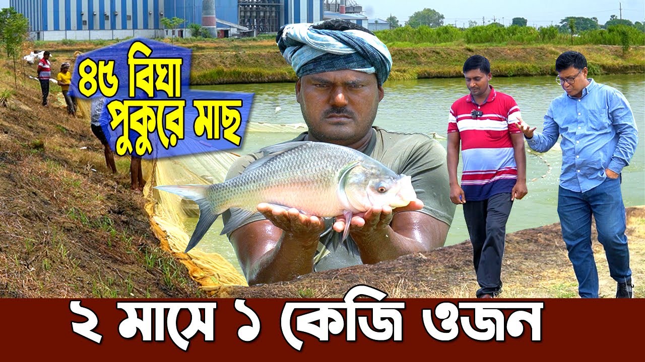 অন্যের ৪৫বিঘা পুকুরে মাছ চাষ। ২মাসে ১কেজি ওজন। মিশ্র মাছ চাষ। উদ্যোক্তা চাঁপাইনবাবগঞ্জের সোহেল ভাই
