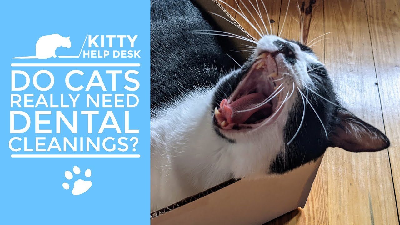 Do Cats Really Need Dental Cleanings?