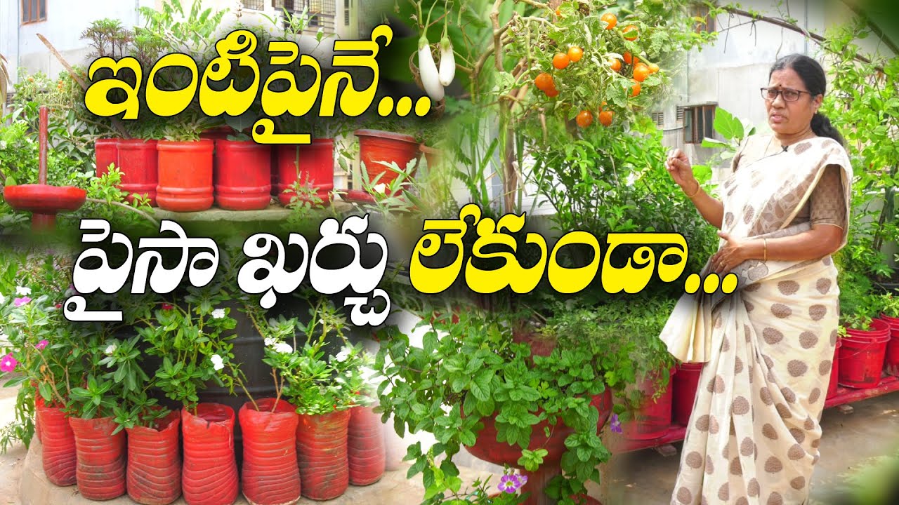 జీరో బడ్జెట్ టెర్రస్ గార్డెన్ | Terrace Garden With Zero Budget | Shiva Parvati