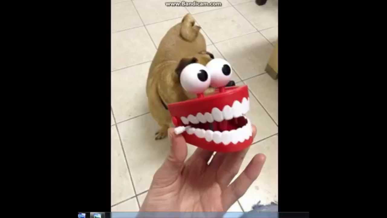 funny pictures 2014
