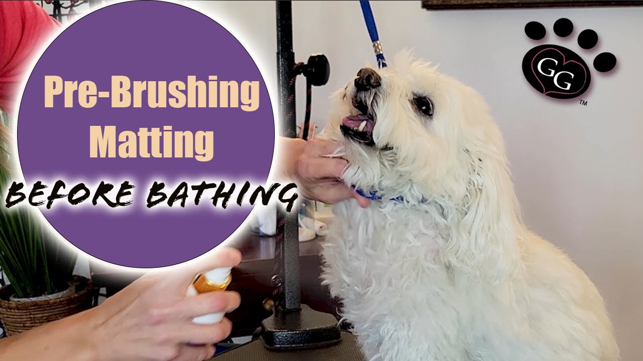 Pre-Brushing Matting Before Bathing - Does Pre-Brushing Help? - Havanese Grooming - Gina's Grooming