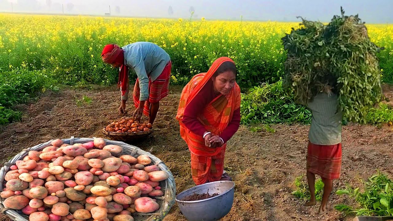 অনেক দিন অপেক্ষার পর আজকে পেলাম//কি সুন্দর আলু  হয়েছে//Rural Indian village life