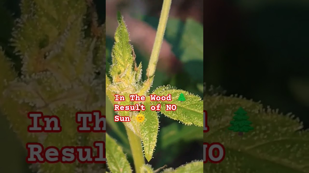 The Lost one, Guerilla Grow 🌲 Gorilla Glue #4 Autoflower Cannabis Strain 🌿 #shorts #youtubeshorts