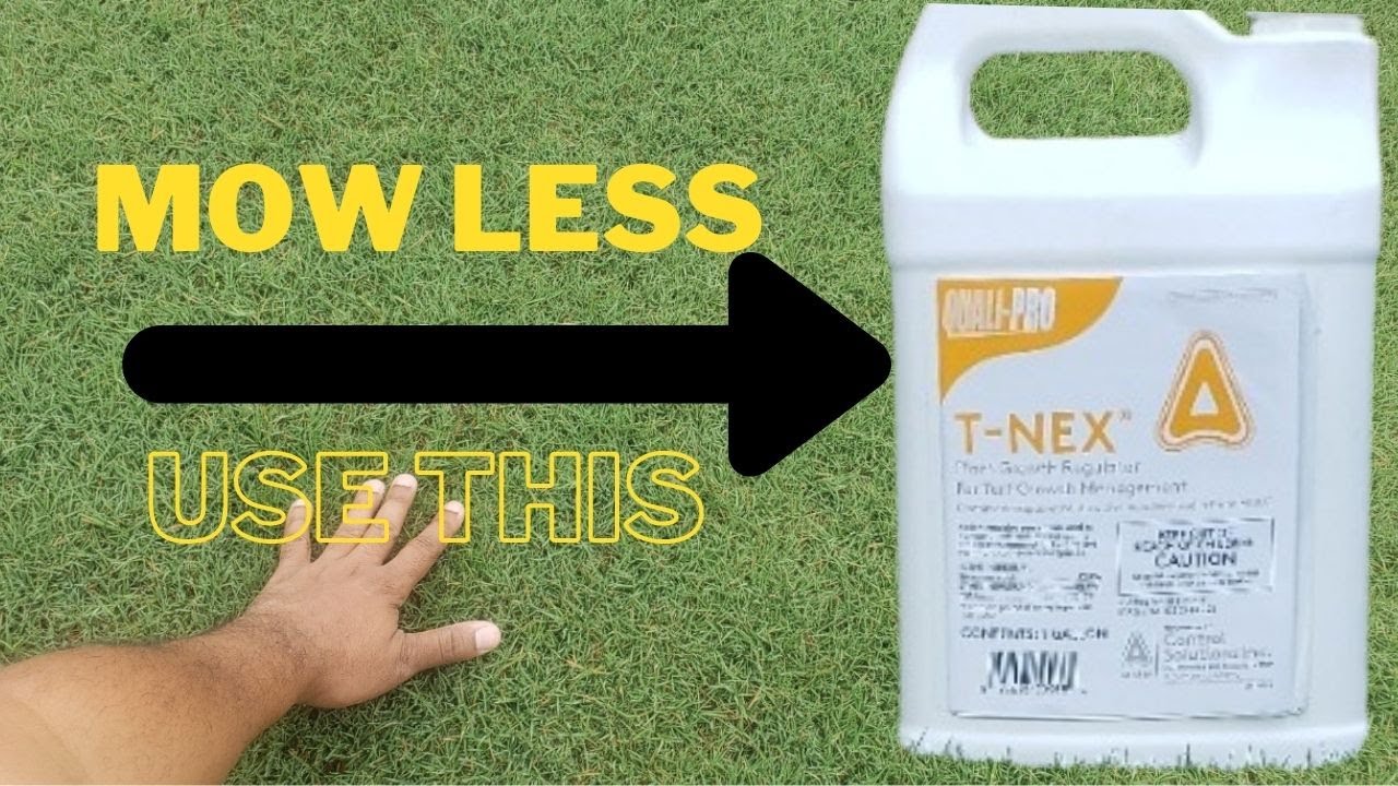 How to apply T NEX plant growth regulator for lawn