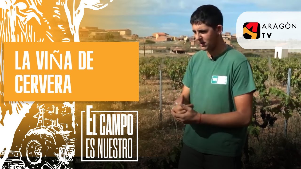 La viña de Cervera de la Cañada