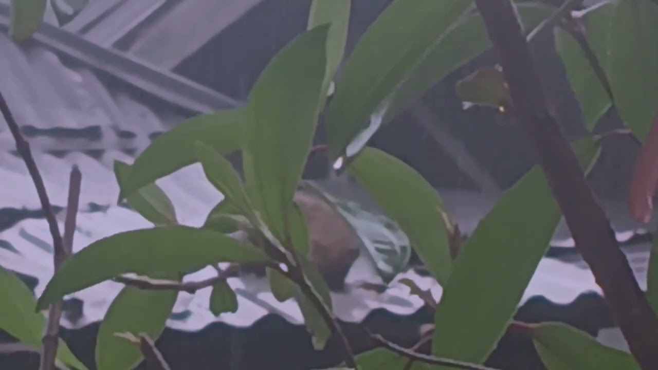 Heavy Rain on Tin Roof with Thunder Sounds | Sleep, Study, Relax