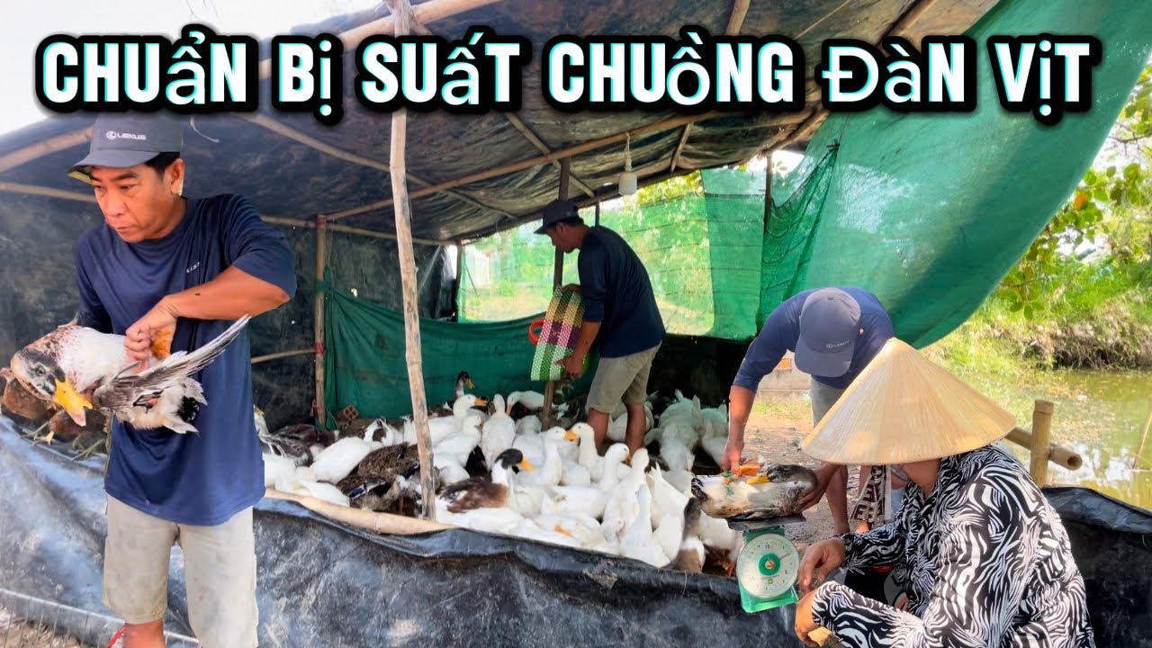 Gia Đình Rất Mừng Khi Thấy Đàn Vịt Đả Đến Ngày Và Chuẩn Bị Xuất Chuồng / Tập 517
