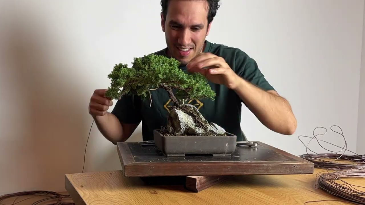 How to make your first Bonsai tree part 2