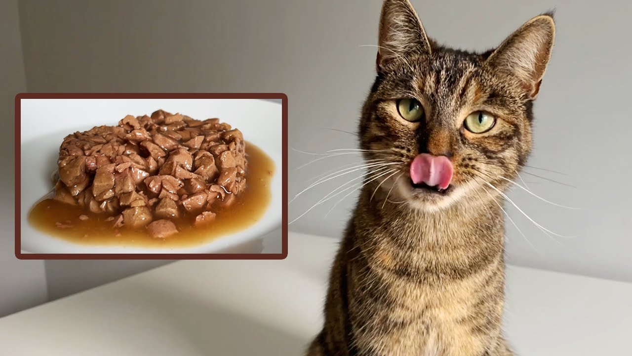 Cat Eating Salmon in Sauce + Bonus Grooming | ASMR 🎧
