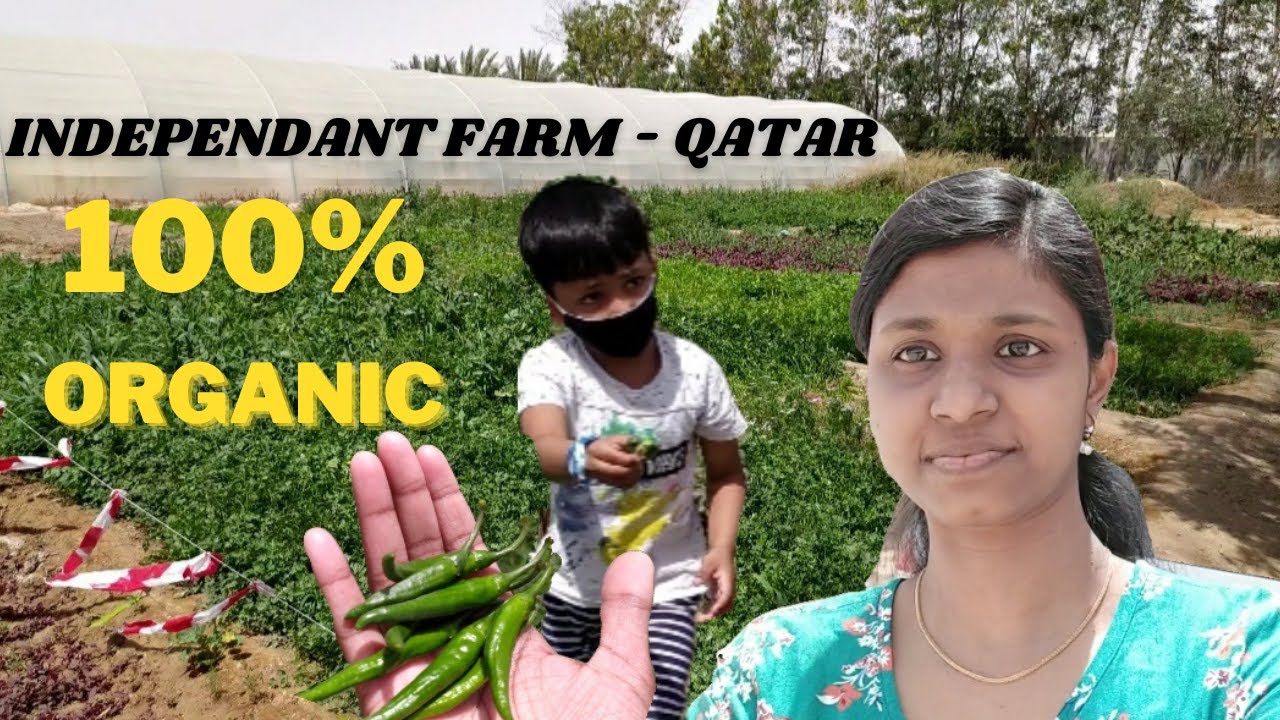 Vlog -21 Independent Vegetable Farm in Qatar | 100% Organic Farm | Mercy Cooks and Vlogs