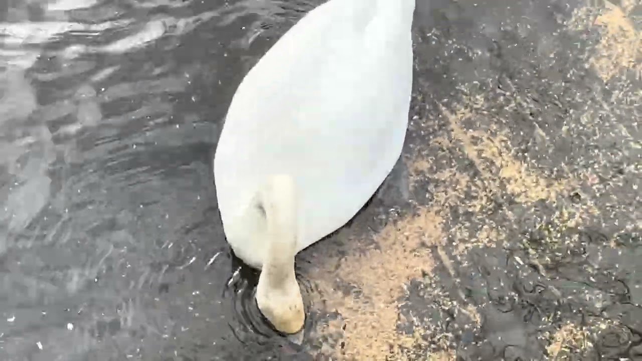 Mute Swan Mama Widow Update 