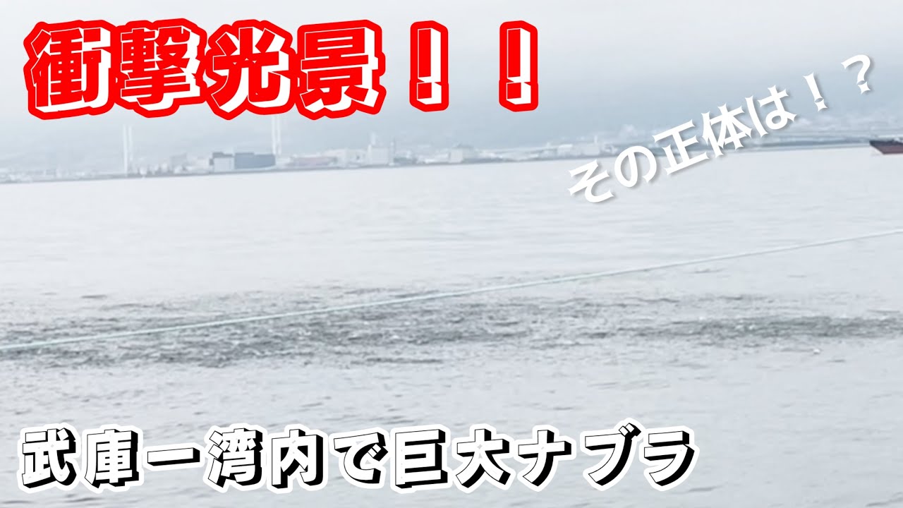 【武庫川一文字】突如巨大ナブラが発生であの魚が入れ食いに！対サゴシ最強ルアーで今年もサゴシ連釣！　　大阪湾　ショアジギング　　　　貝塚人工島　神戸空港ベランダ
