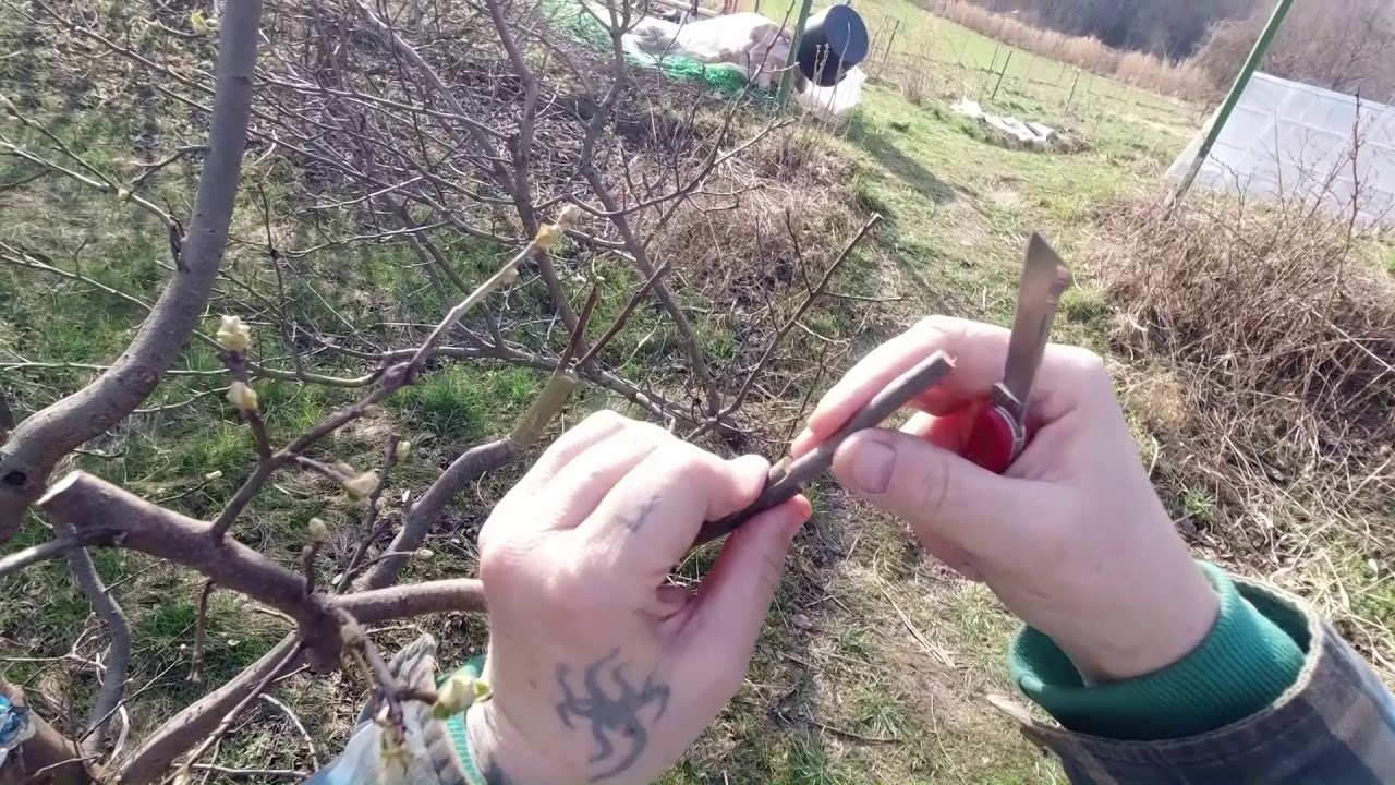 gyümölcsfa oltás /obstbaum veredeln