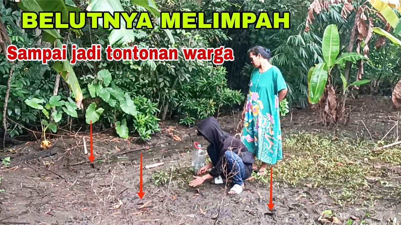 SANGKING BANYAKNYA BELUT JADI TONTONAN WARGA