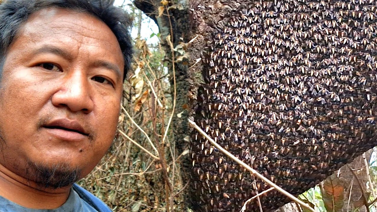 I FOUND A MOST DANGEROUS BEE 🐝 😳 IN JUNGLE.I JUST SHOCK 😲 🫨 