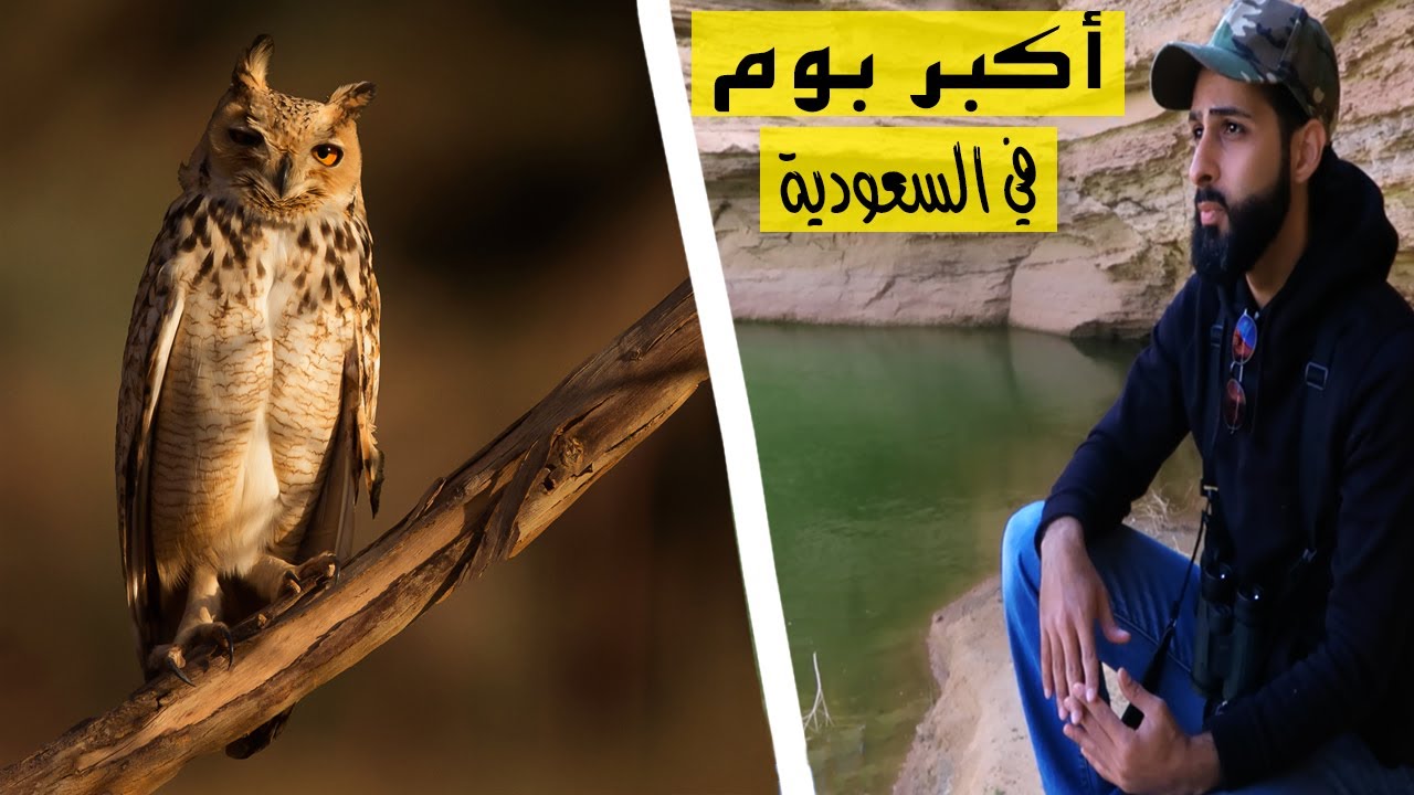 أكبر بوم في السعودية The Biggest Owl in Saudi Arabia