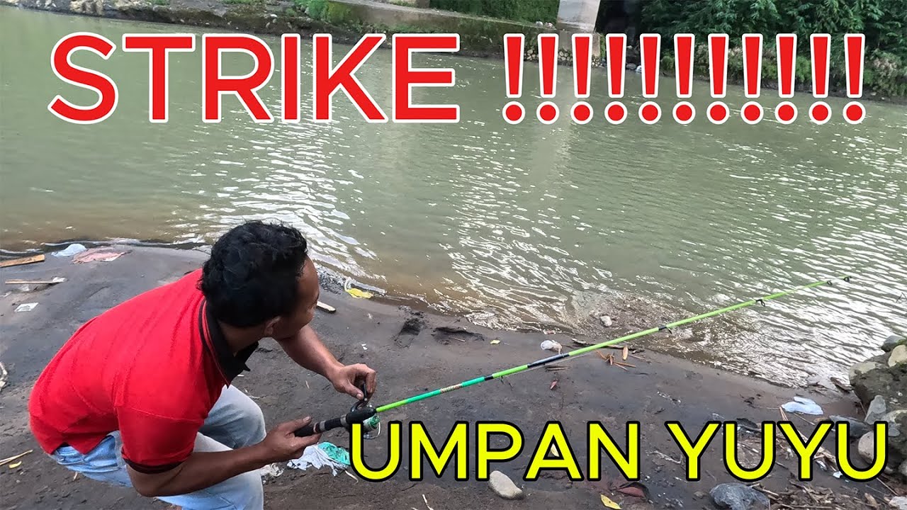 STRIKE UMPAN YUYU MAS DAFFY TAWES BABON #mancing #umpan #yuyu #strike #sungai #progo