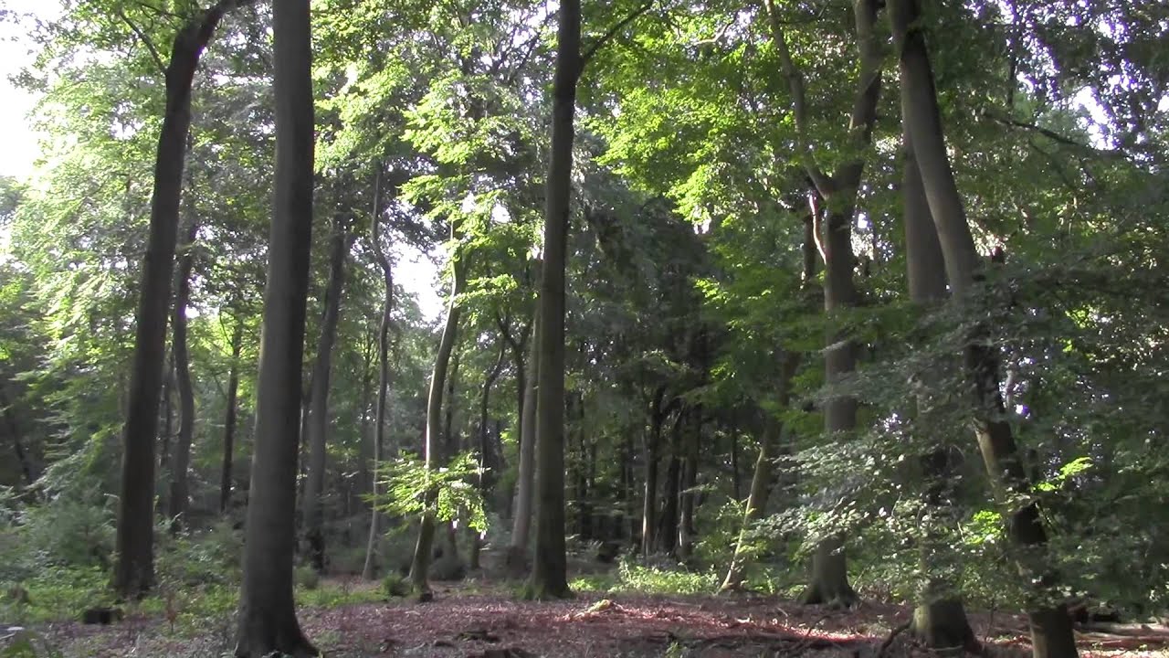 Die Stockwerke des Waldes -  Baumschicht
