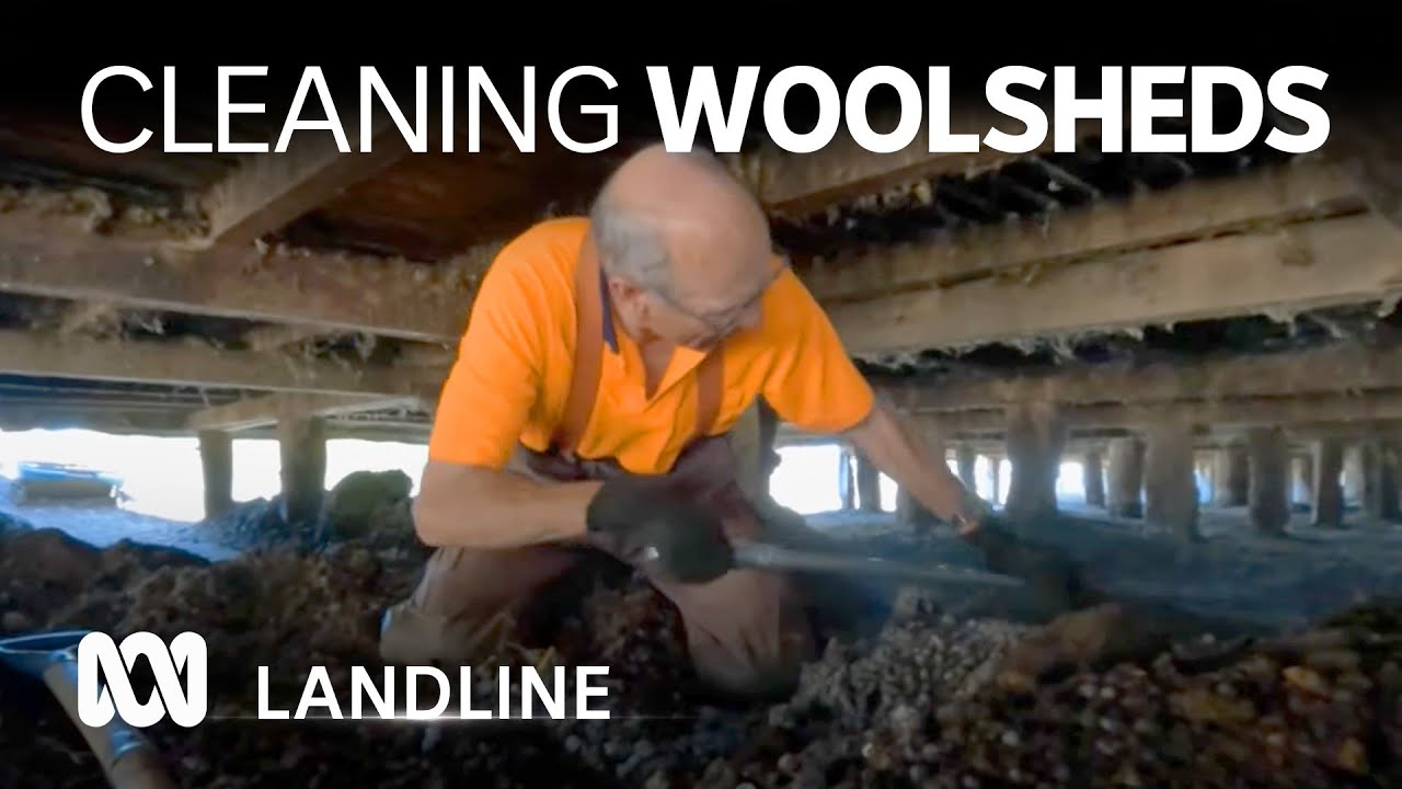 Clearing woolshed sheep poo is a dirty job with some surprising perks 🐑 💩 | Landline | ABC Australia