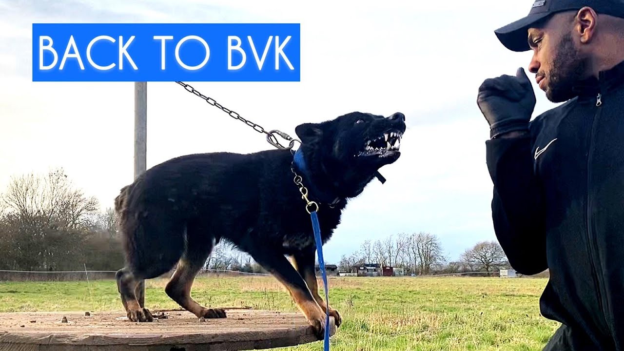 Back to BVK | DailyGray 159